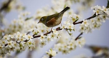 bird as a sign of spring